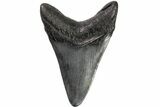 Fossil Megalodon Tooth - Georgia #151503-1